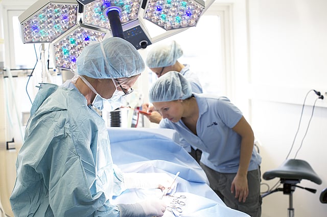 Staff - Ospedale Veterinario I Portoni Rossi