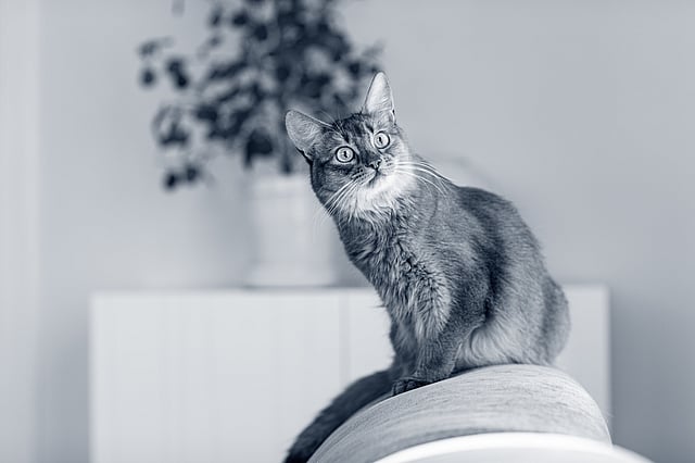 Un gatto seduto su una sedia.