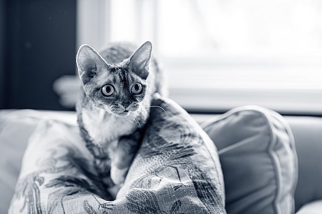 Un gatto seduto su un cuscino.
