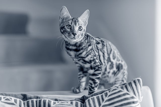 Un gatto in piedi su un letto.