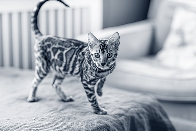 Un gatto in piedi su una coperta.