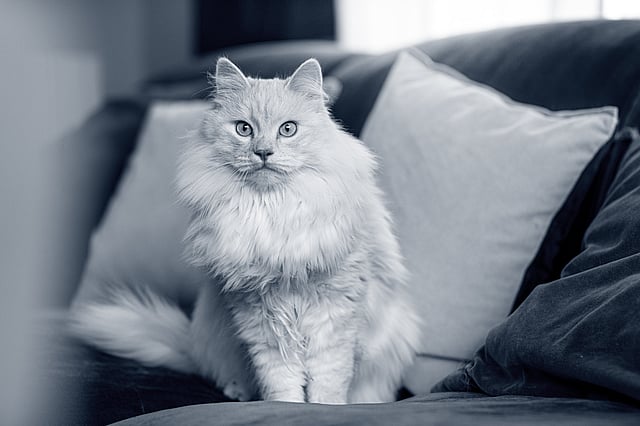 Un gatto seduto su un divano.