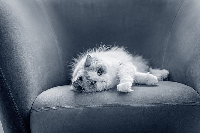 Un gatto sdraiato su un divano.