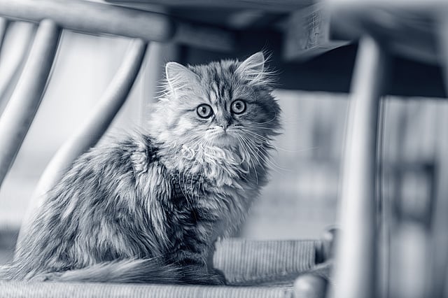 Un gatto seduto su una sedia.