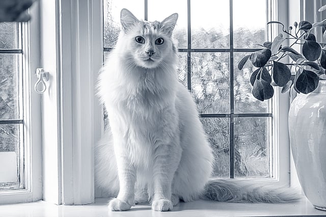 Un gatto seduto davanti a una finestra.