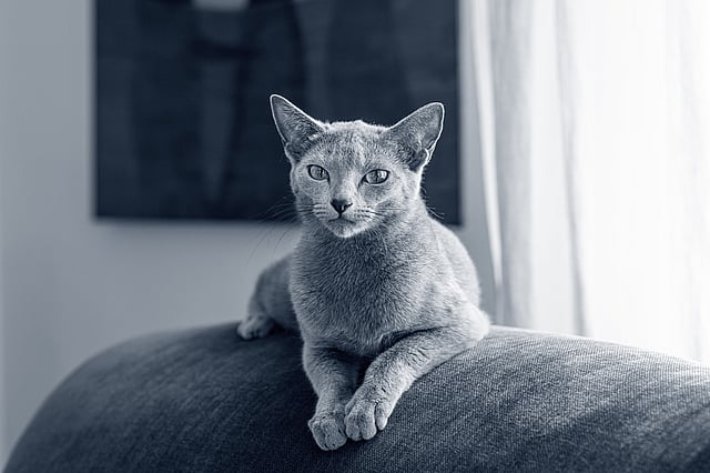 Un gatto sdraiato su un divano.