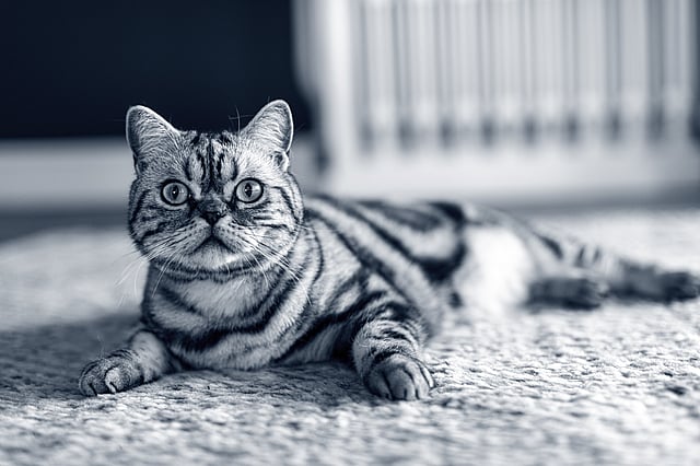 Un gatto sdraiato sul pavimento.