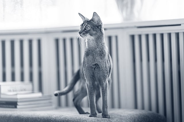 Un gatto in piedi su una sporgenza.