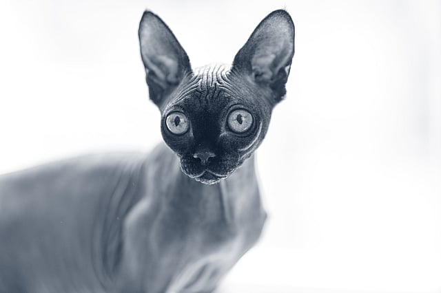 Un gatto senza pelo con grandi occhi.
