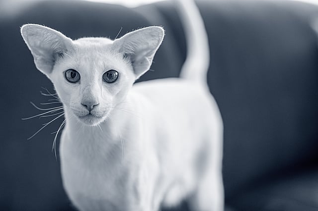 Un gatto bianco con grandi orecchie.
