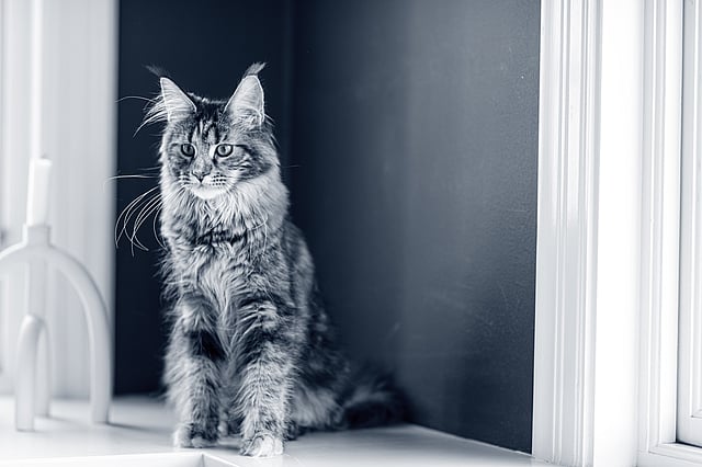 Un gatto seduto sul davanzale di una finestra.