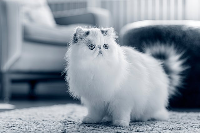 Un gatto bianco soffice su un tappeto.