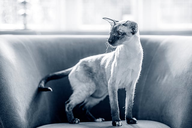 Un gatto in piedi su un divano.