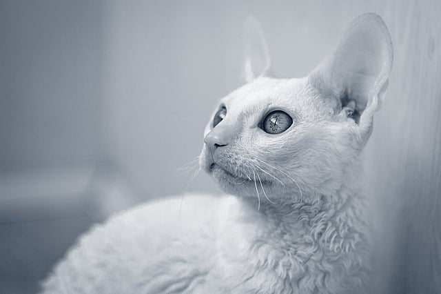 Un gatto che guarda in alto.
