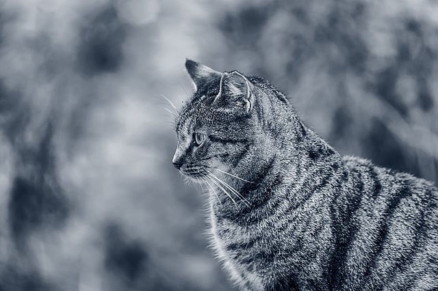 Un gatto seduto fuori.