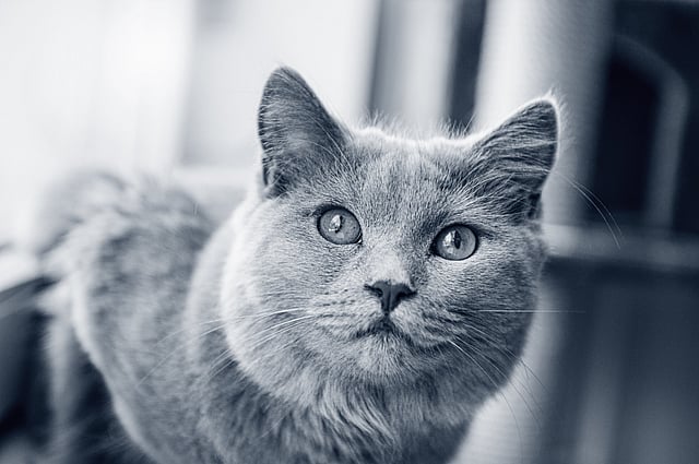 Un gatto che guarda la telecamera.