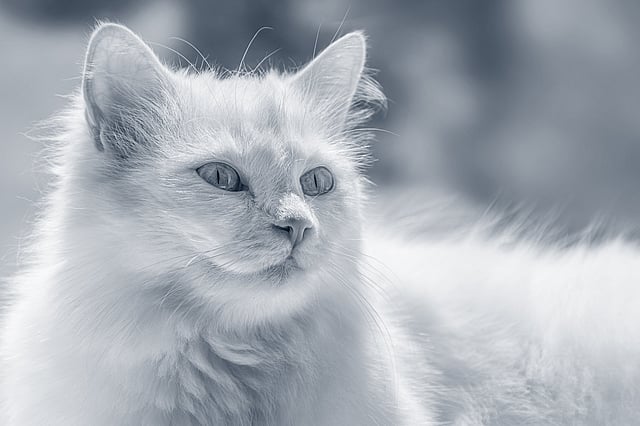 Un gatto bianco con gli occhi azzurri.