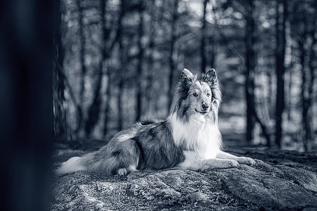Un cane sdraiato su una roccia nel bosco.