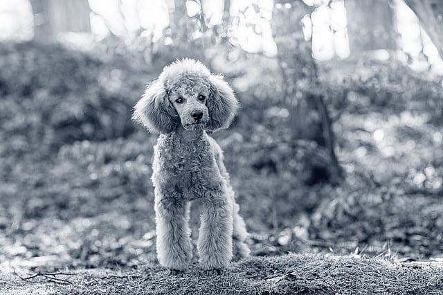 Un cane in piedi nel bosco.