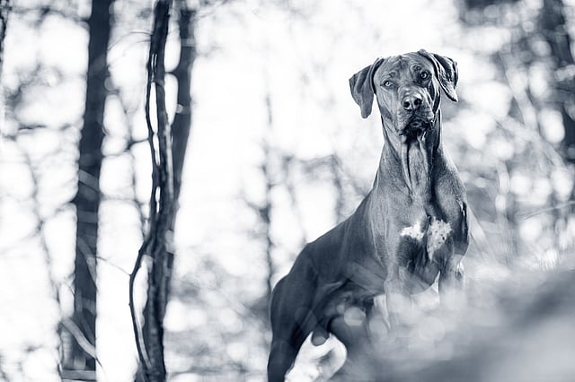 Un cane in piedi nel bosco.