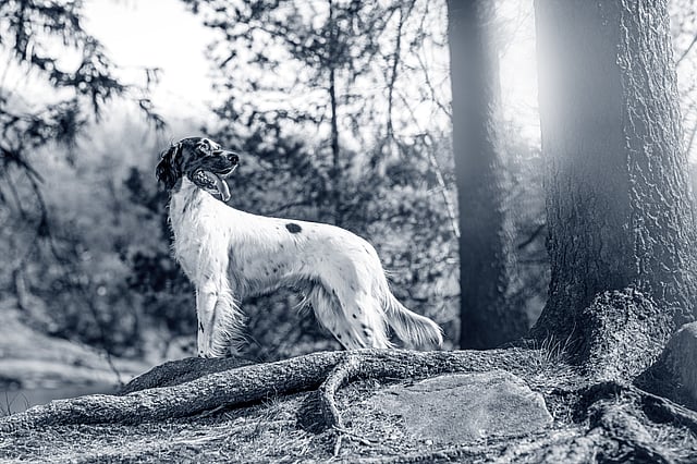 Un cane in piedi su un tronco nel bosco.