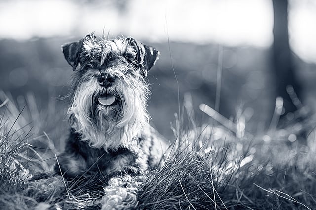 Un cane sdraiato nell'erba.