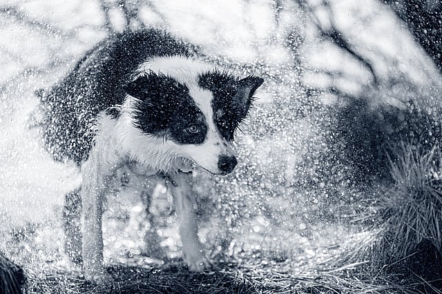Un cane che si scrolla di dosso l'acqua.