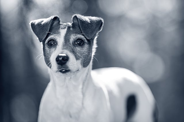 Un cane che guarda la telecamera.