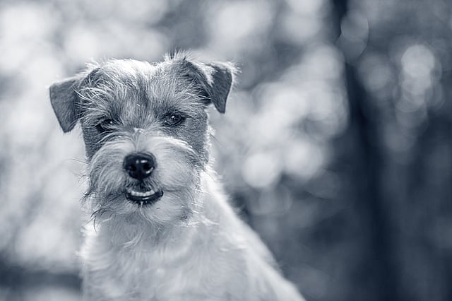 Un cane con goccioline d'acqua sul muso.