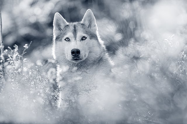 Un cane nell'erba.