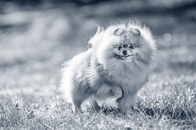 Un cane birichino che corre nell'erba.
