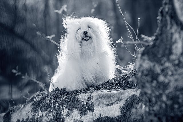 Un cane bianco seduto su una roccia.