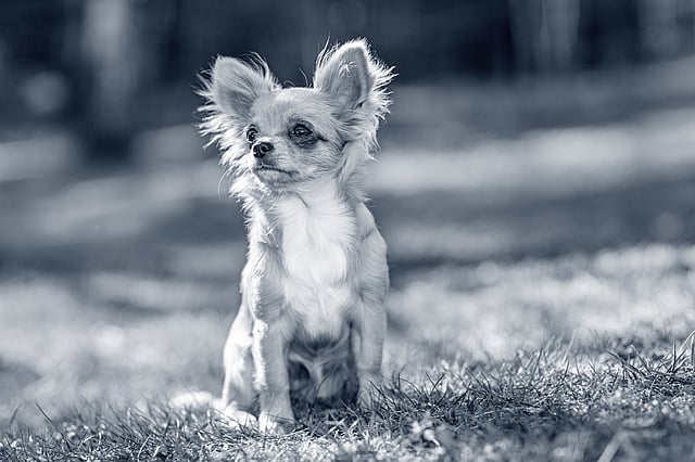 Un piccolo cane seduto nell'erba.