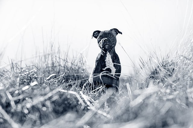 Un cane seduto nell'erba alta.