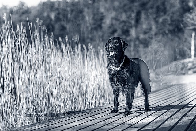 Un cane in piedi su un molo di legno.