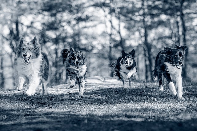 Un gruppo di cani che corrono nel bosco.