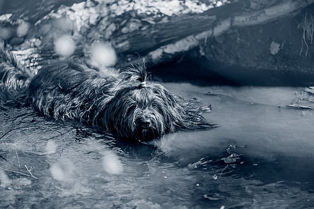 Un cane sdraiato in acqua.