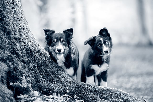 Due cani in piedi accanto a un albero.