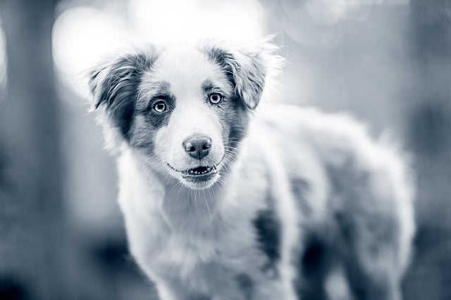 Un cane che guarda la telecamera.