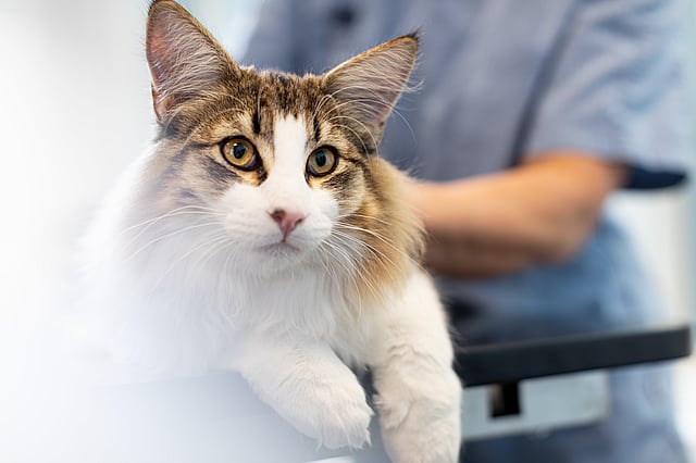 Cat in the clinic