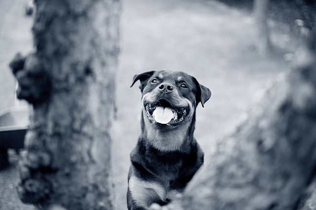Un cane con la lingua di fuori.