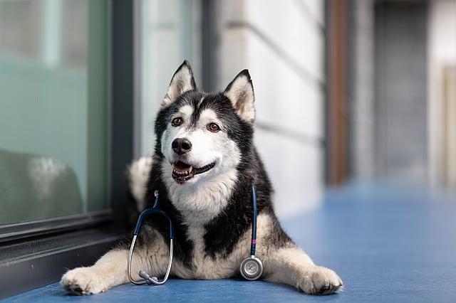 Un cane con uno stetoscopio al collo.