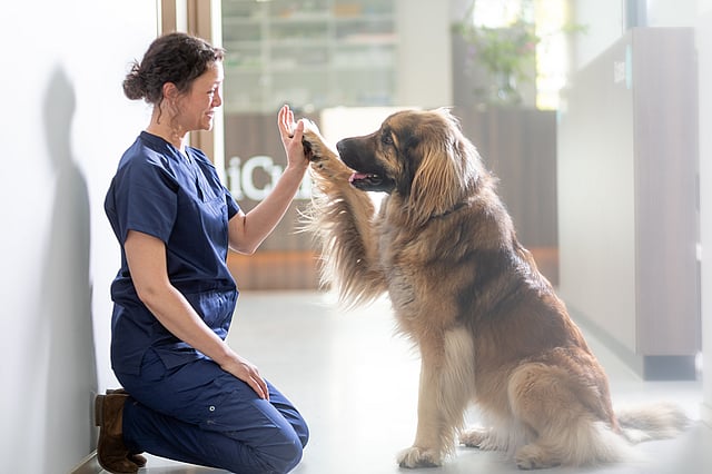Una persona che dà il cinque a un cane.