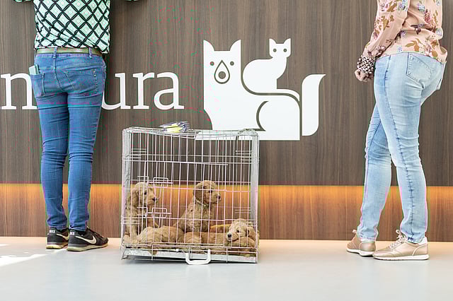 Una coppia di persone in piedi accanto a una gabbia con cuccioli.