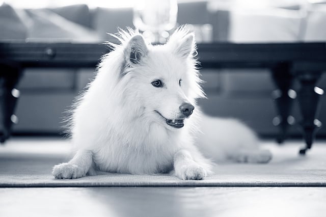 Un cane bianco sdraiato sul pavimento.