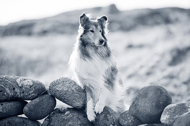 Un cane seduto su una parete rocciosa.