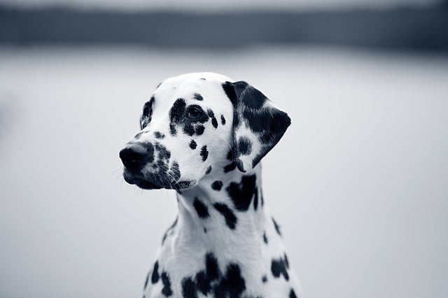 Un cane con macchie nere.