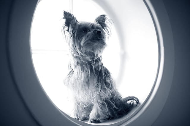 Un cane seduto in cerchio.