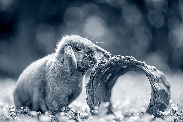 Un coniglio in piedi accanto a un piccolo oggetto.