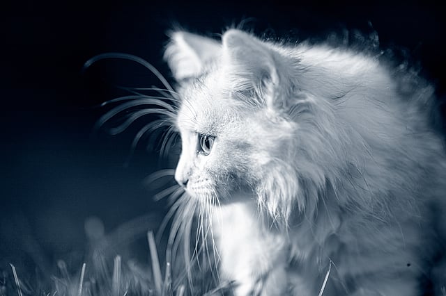 Un gatto bianco che guarda in alto.